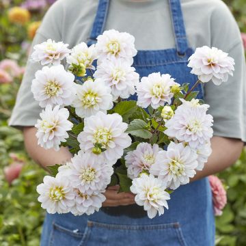 Dahlia Cayenne