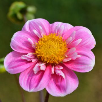 Dahlia Collerette Haartenaas