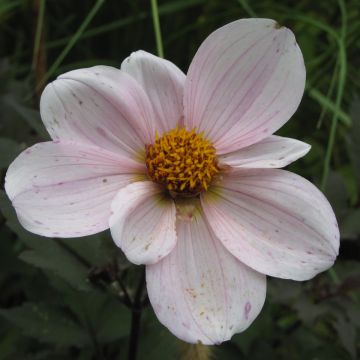 Dahlia Cory