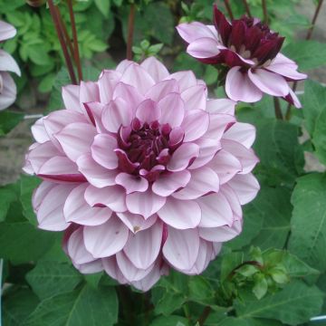 Dahlia Creme de Cassis