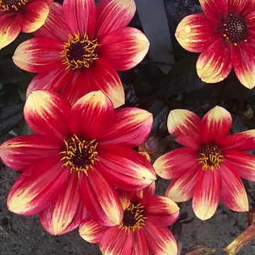 Dahlia Dahlegria Bicolore