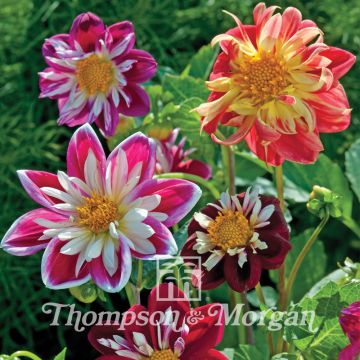 Dwarf Dahlia Dandy Improved Mix Seeds