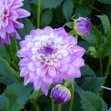 Dahlia Blue Wish