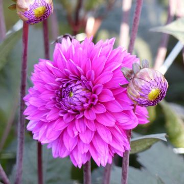 Dahlia Evening Breeze