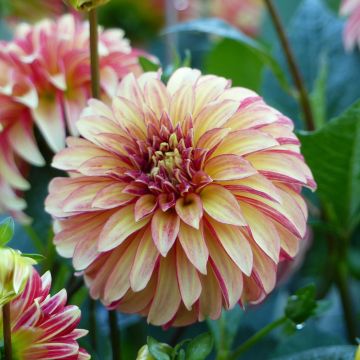 Dahlia Irish Pinwheel