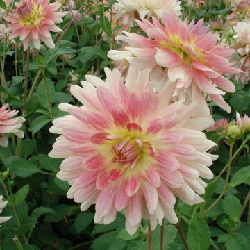 Dahlia Sunset Tropical