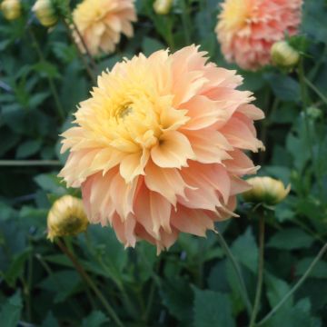 Dahlia Deep Impact