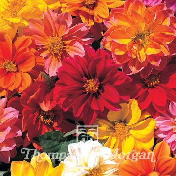 Dahlia  Dwarf Mixed 