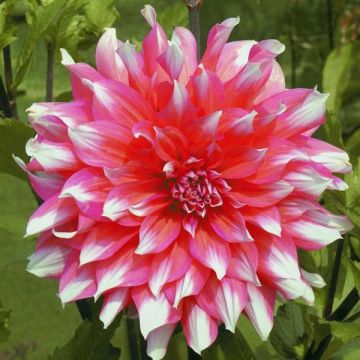 Dahlia Ella