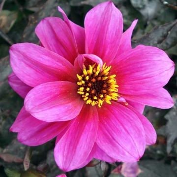 Dahlia Excentrique