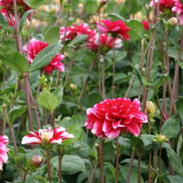 Dahlia Fiorentina