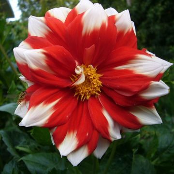 Dahlia Fire and Ice