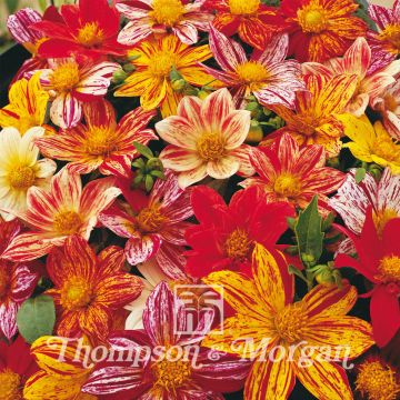 Dwarf Dahlia Fireworks Mixed Seeds