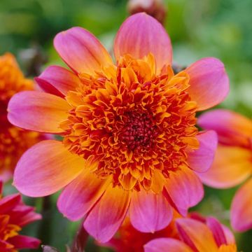 Dahlia Floorinoor