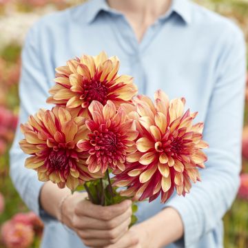 Dahlia 'Izarra' (Orchid Group)