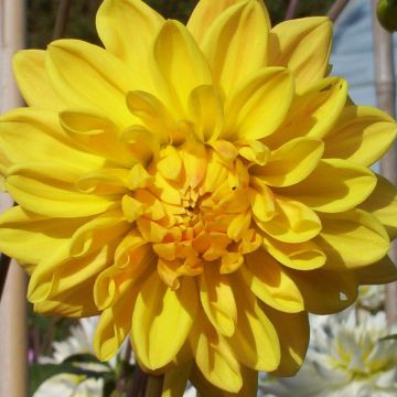 Dahlia Golden Emblem