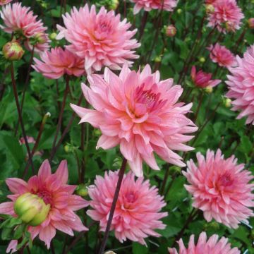 Dahlia Graaf Floris