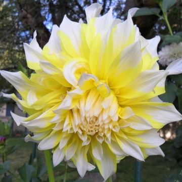 Dahlia Grand Prix