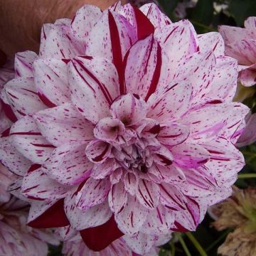 Dahlia Hulins Carnival