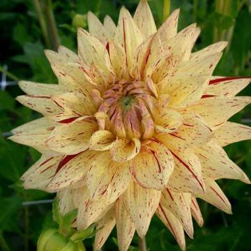 Dahlia Hi Pimento