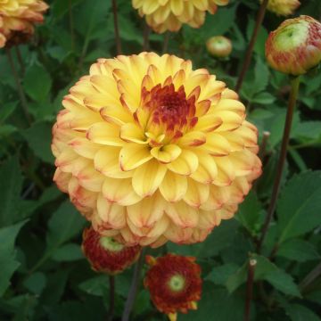 Dahlia Icoon