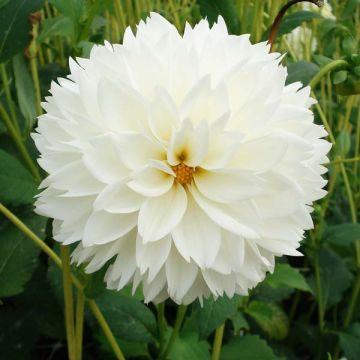 Dahlia Myama Fubuki