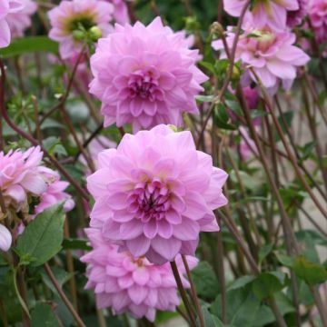 Dahlia Ocean Bird