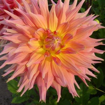 Dahlia Omega