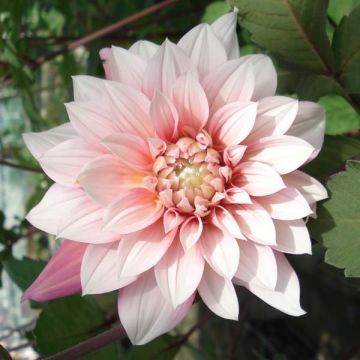 Dahlia Organza