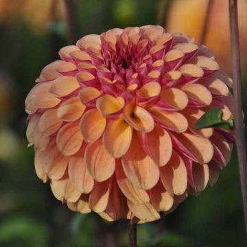 Dahlia Palmares