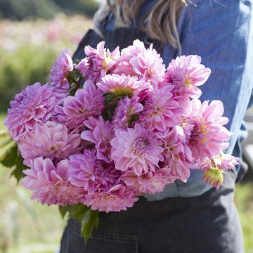 Dahlia Pink Ardour