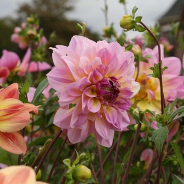 Dahlia Pink Butterfly