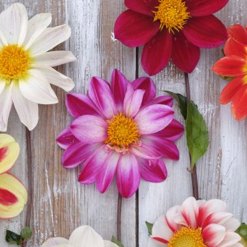 Dahlia Pink Emperor