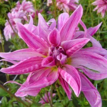 Dahlia Pink Giraffe