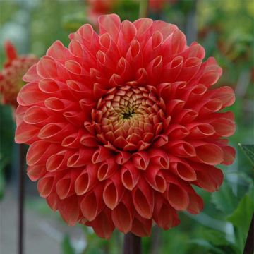 Dahlia Jowey Linda