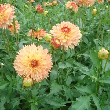 Dahlia Puerto Rico