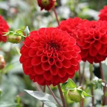 Dahlia Red Fox