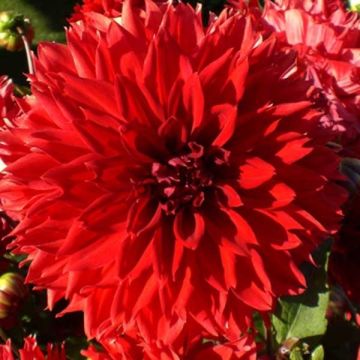 Dahlia Red Fubuki