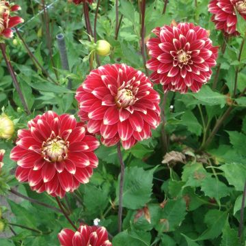 Dahlia Red Rock