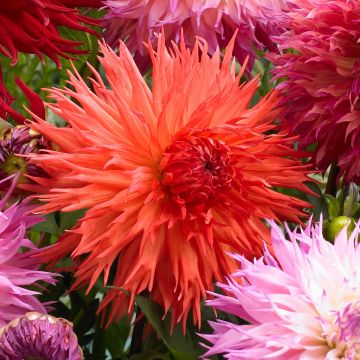 Dahlia 'Mel's Orange Marmalade'