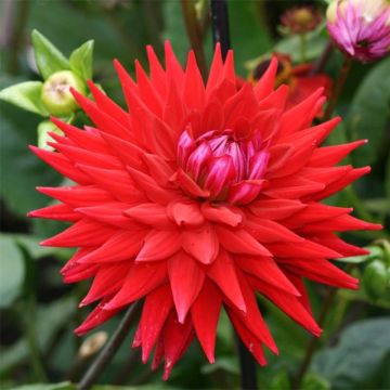 Dahlia Wittemans Best