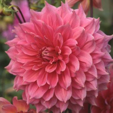 Dahlia Summer Beauty