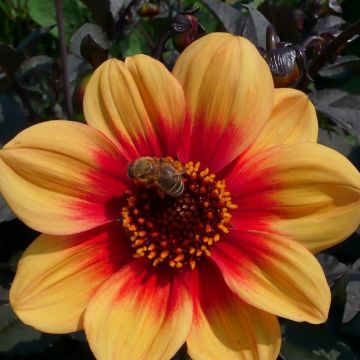 Dahlia Sunshine