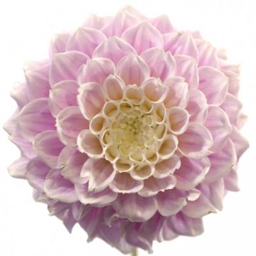 Dahlia Sweet Love