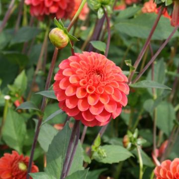 Dahlia Zundert Mystery Fox