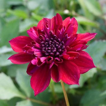 Dahlia Purpinca