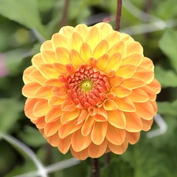 Dahlia Amber Crystal