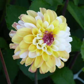 Dahlia balle Double Jill