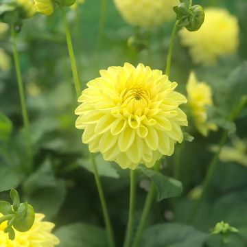 Dahlia Golden Eye