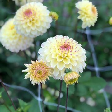 Dahlia Isas Favourite